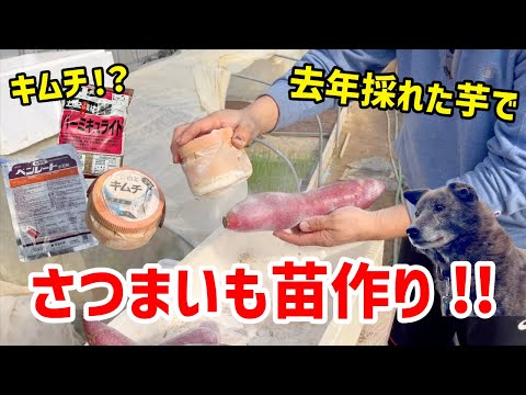 【かけるだけ】さつまいもの苗作り -We grow sweet potato seedlings.-