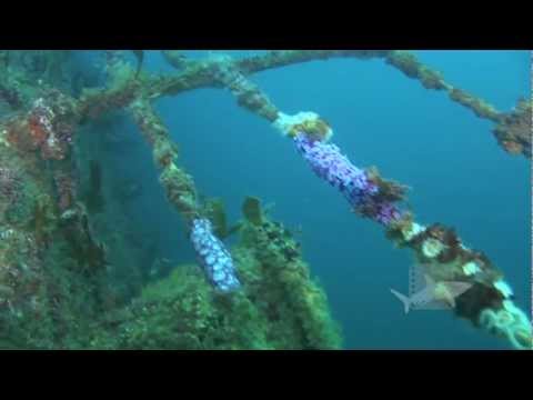 HMNZS Waikato, Tutukaka cost, New Zealand. Dive the former New Zealand navy vessel Waikato.