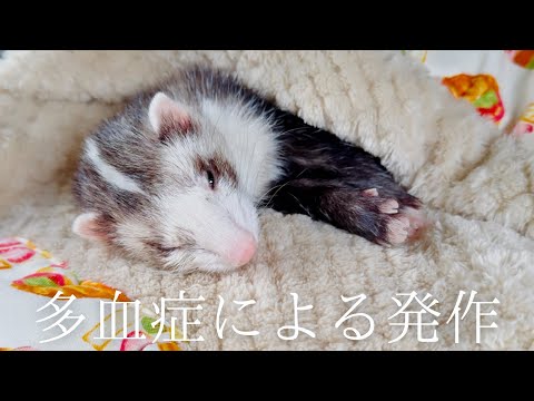 【大量嘔吐】フェレットが体調を崩した約１週間【ferret#1737】