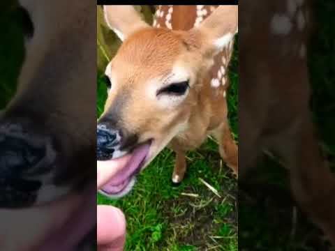 Very cute little deer #animal #cute #shorts