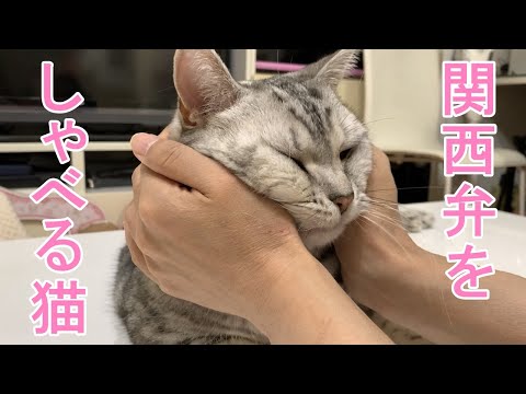 可愛すぎてむぎゅっとされちゃった猫！おしゃべりペット