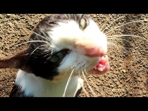 Cat Meowing 🐈 cat talking | cat playing | cat kissing camera #cat #catmeow #catplaying #billikiaawaj