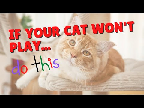 Help For Cats That Don’t Play | Two Crazy Cat Ladies