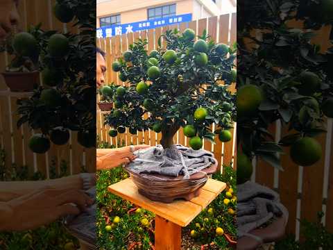 May This Beautiful Fruit Bonsai Bring You Happiness Good Health And Peace #health #healing