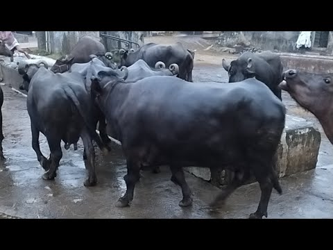 How to start Buffalo farming in India | Discussion with Krishi sansar.