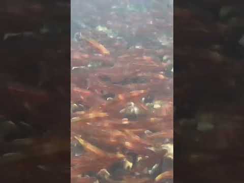 Tennessee Shiners Underwater Mound