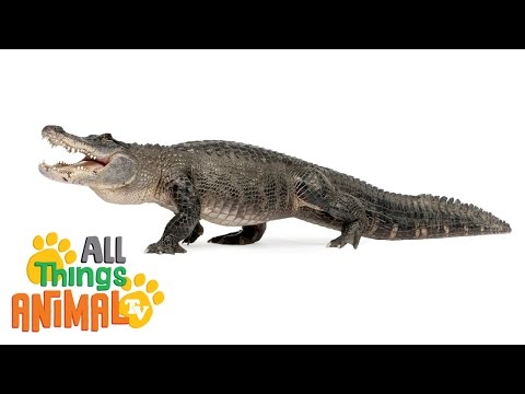 * ALLIGATOR * | Animals For Kids | All Things Animal TV