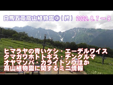 長野県白馬村「白馬五竜高山植物園」③(終)