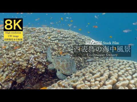 【8K 水中映像】西表島の海中風景 / Underwater scenery / Iriomotejima-island Okinawa