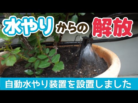 【鉢栽培】自動水やり装置を設置しました【水やり問題】