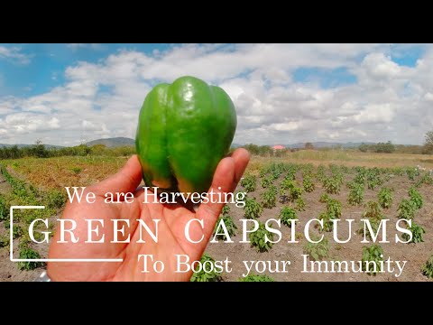 How to Grow and Harvest Green Capsicums for Maximum Profit