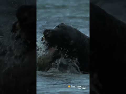 These savage seal fights can last for over 10 minutes | Smithsonian Channel #Shorts