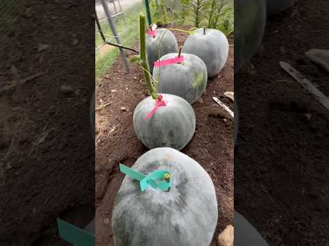 Winter melon harvest 收获合仔冬瓜 给丝瓜让道 8/31/2024