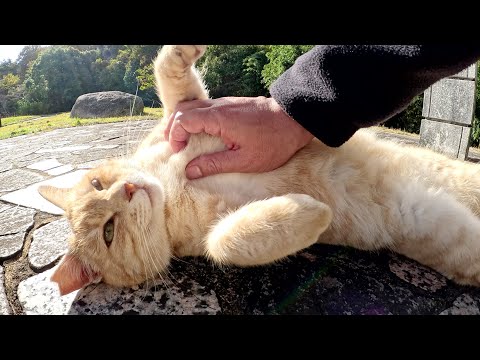 Cream cat shows her belly to human and gets massaged