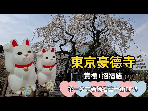 可愛爆擊！招福貓天堂~東京豪德寺/發現黃小潔的起飛成功貓咪！(密集恐懼症者慎入)第一次帶媽媽看富士山Ep.8【欣的旅遊】