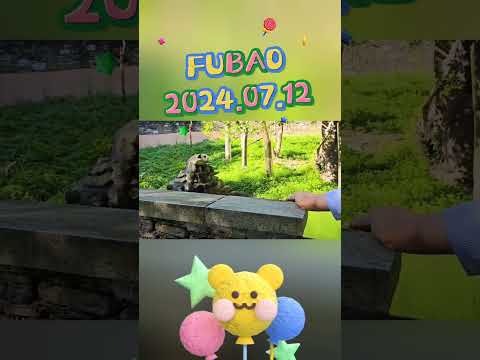 FUBAO2024.07.12 #panda #automobile #zoo #animals #cutepanda #cute #fubao #pets #funny #love