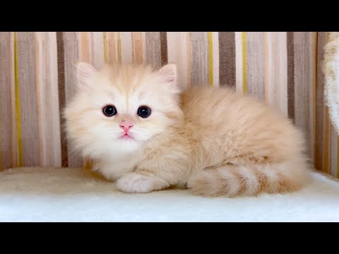 【マンチカンの子猫】あれば豹変する程ハマってる子猫の件 ～猫のいる生活Vol.1029～出産動画 マンチカン短足・ミヌエット・ペルシャ猫専門ブリーダー『ペット蔵人』【子猫の成長記録】