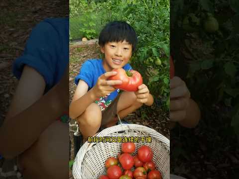 土拨鼠/松鼠？偷吃了番茄，番茄为什么开裂？