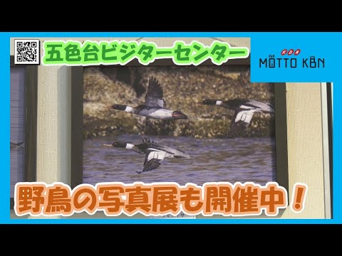 五色台ビジターセンター 野鳥の写真展も開催中！