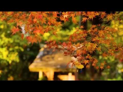 【WEB動画】2017年 秋 オリジナル映像「神應寺」篇 そうだ 京都、行こう。