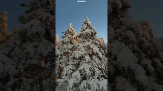 nainital snowfall whatsapp insta status Best Daily status