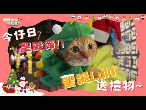 【動物伴點叮噹】今仔日聖誕節！聖誕Lulu送禮物~(Pets say hello｜ペットが挨拶する｜애완동물이 인사해요)