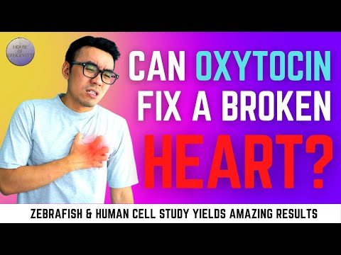 Repairing damaged heart cells with the power of oxytocin