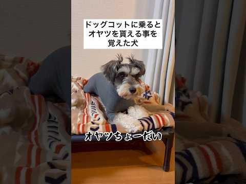 【ミニチュアシュナウザー】ドッグコットに乗るとオヤツを貰える事に味を占めた犬 #shorts #ペット動画 #犬のいる暮らし #いぬのきもち #かわいい犬 #いぬ