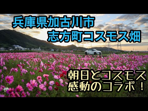 兵庫県志方町のコスモス畑へ撮影行きました！