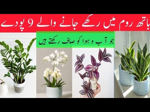 9+Indoor plants to Grow In Bathroom/shade Loving plants/Indoor Air purifying Plants for Home