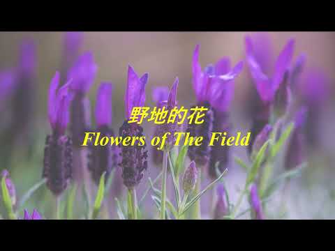 【野地的花】小提琴靈修音樂 // Flowers of The Field // Violin Soaking Music