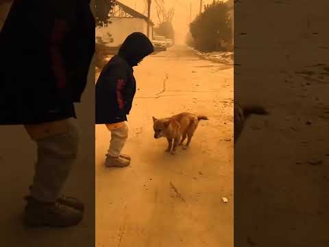 Dancing Dog #dog #doglover #dogs #shorts #trip #top