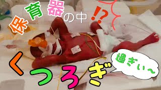 【超低出生体重児/未熟児】出産後1週間の成長　元気な泣き声◆NICU◆あおちゃん◆〜extremely low-birth-weight baby〜