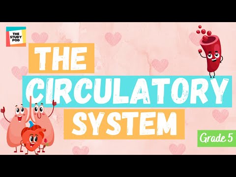 THE CIRCULATORY SYSTEM | SCIENCE | GRADE 5 | The Study Pod