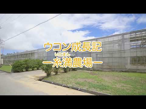 ウコン成長記｜糸満（いとまん）農場