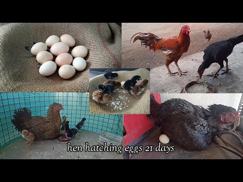 The 21-Day Countdown Hatching Eggs into New Beginnings