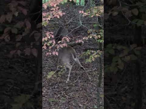 You definitely want to check out the whole video. #deerhunting #deerseason #deerhunt #deer