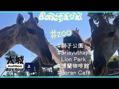 [出海]大城Ayutthaya的一天day tour上篇 #曼谷請自助 ✨第四天✨沒有賽佛瑞，獅子公園也好好玩😆要和長頸鹿及小獅子親親愛愛🦒🦁️博蘭咖啡館午餐☕️傳統氛圍塑造遺跡遊最佳序曲🌺