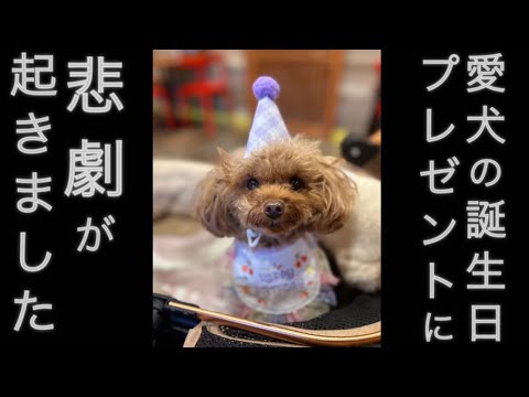 愛犬へのプレゼントが台無しになりました（泣）