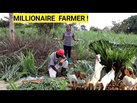 Different Low Cost GOAT Feeds For Faster Growth In A Simple Farm Business! | FARM TOUR !