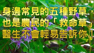 身邊常見的五種野草，也是農民的「救命草」！醫生不會輕易告訴你！