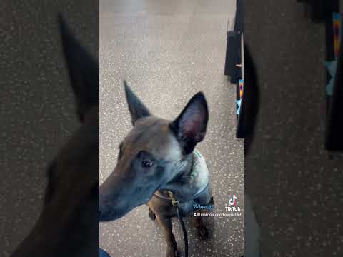 What if Fritz sounded like Meatwad from #aquateenhungerforce #malinoislovers #funnydogvideos