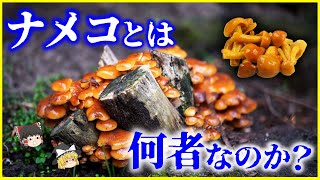 【ゆっくり解説】食べているのは日本だけ!?「ナメコ」とは何者なのか？を解説/海外で食べられていない理由とは…人工栽培の始まりは間違いから!?