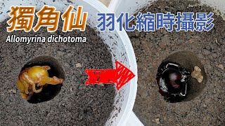 【山林蟲坊】集可愛與帥氣於一身！獨角仙羽化縮時攝影 | Rhino Beetle: Time-Lapse Photography of Emergence (Allomyrina dichotoma)