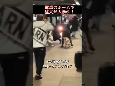 電車のホームで猛犬が大暴れ！#dog#shorts#pitbulldog #respect #rescue #犬#猛犬