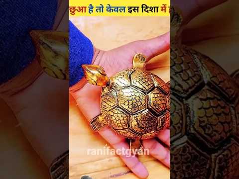 घर में कछुआ केवल इस दिशा में ही रखें।😳😱 right direction to keep tortoise at home #shorts #dailyfacts