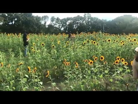 馬見丘陵公園(2020.08.10)奈良県