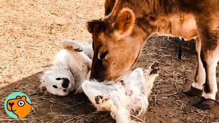 Friendly Cow & Dog Greet Each Other Every Morning! | Cuddle Buddies