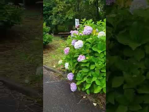 雨の日の木場公園。#木場 #紫陽花 #散歩