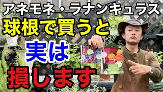 【必ず見て下さい】球根で買って絶対に損しない方法教えます　　【カーメン君】【園芸】【ラナンキュラス】【アネモネ】